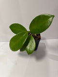 Hoya Australis