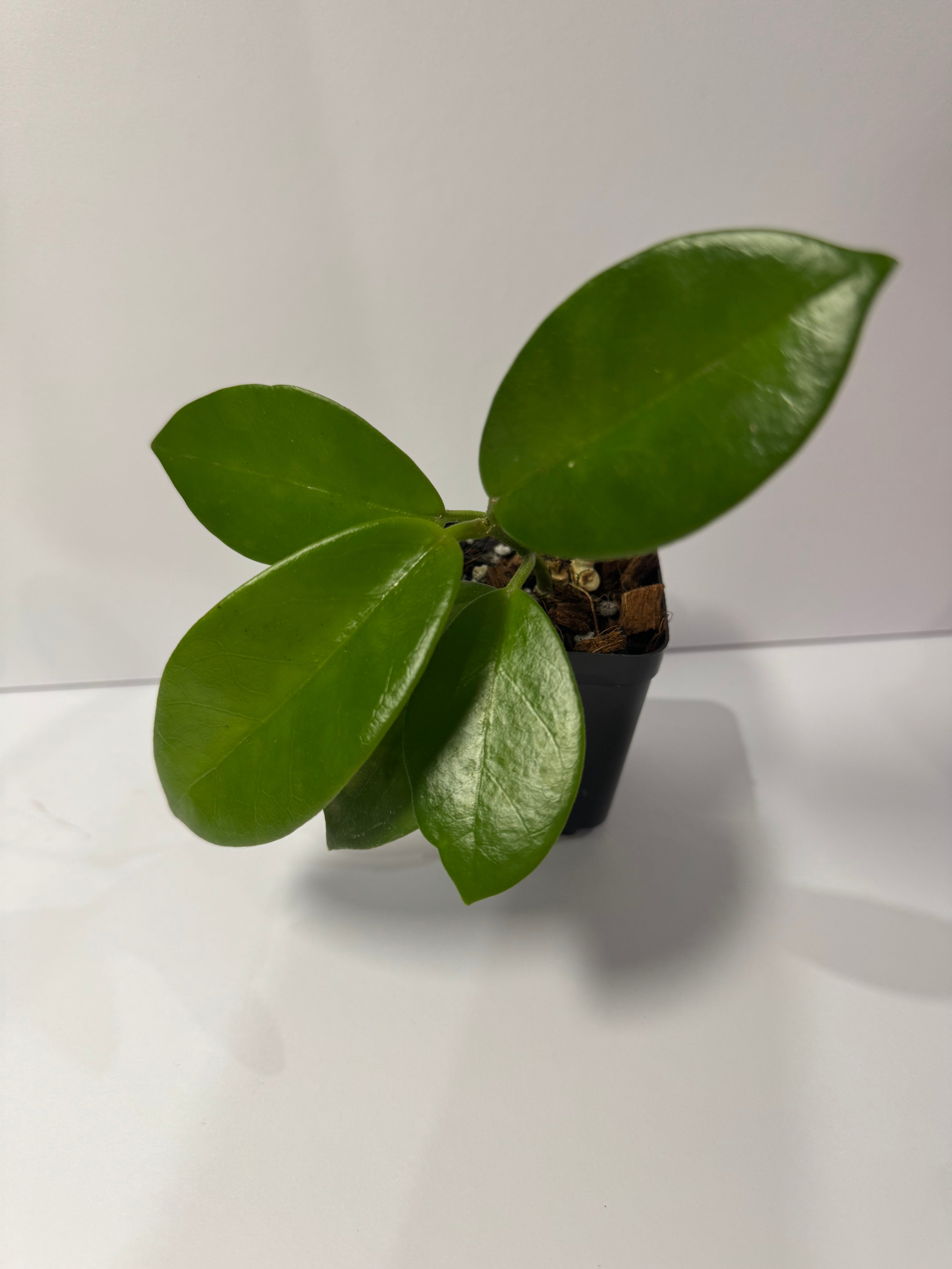 Hoya Australis