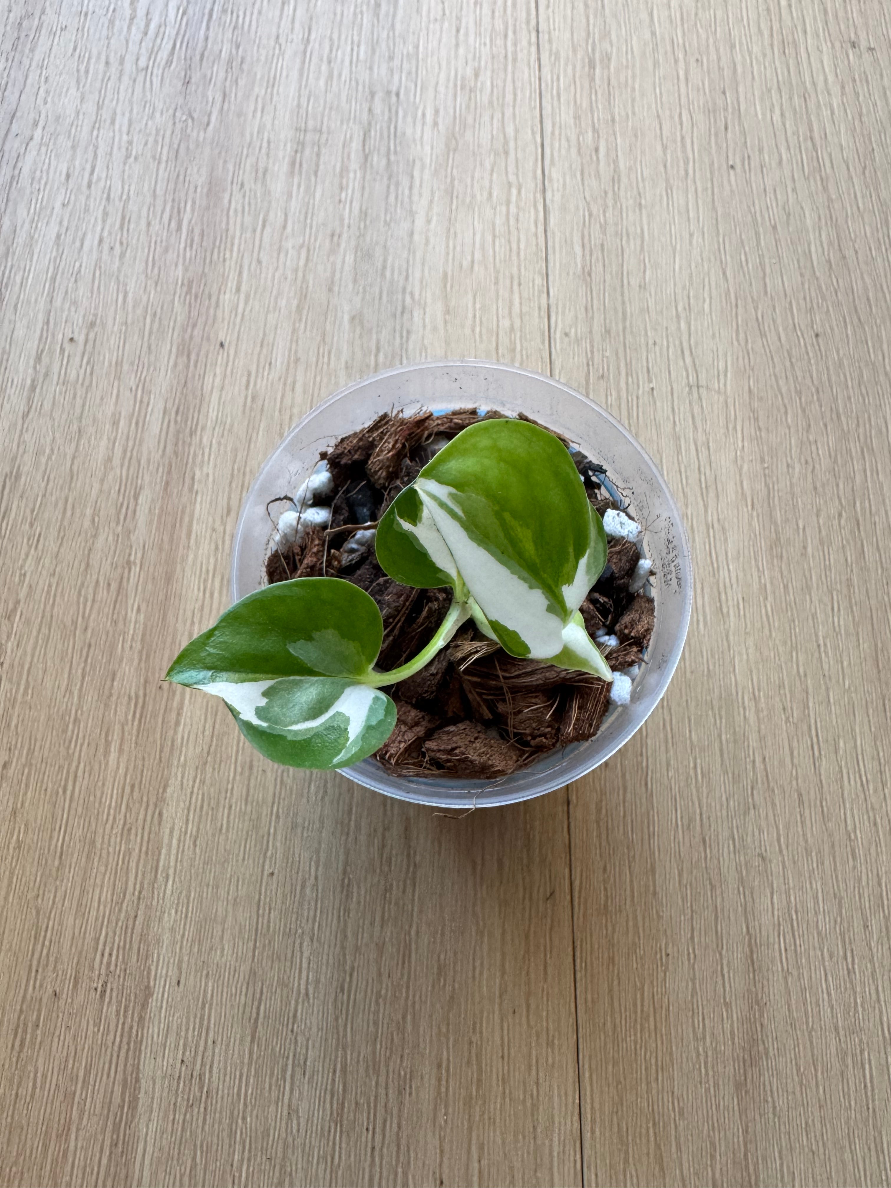 Pothos N’joy