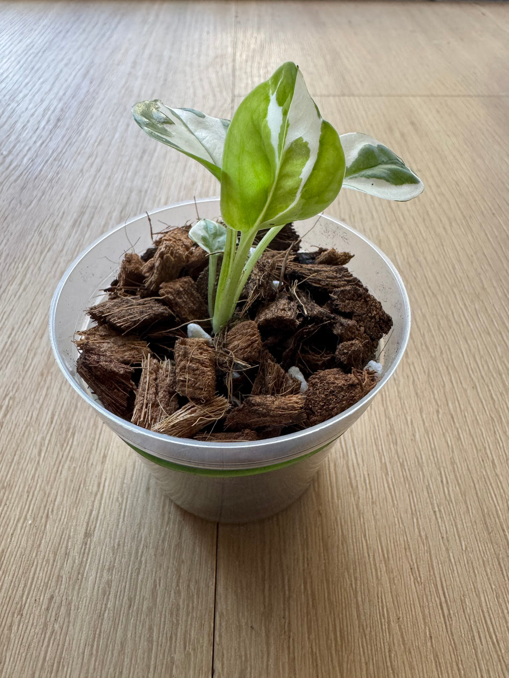 Pothos N’joy
