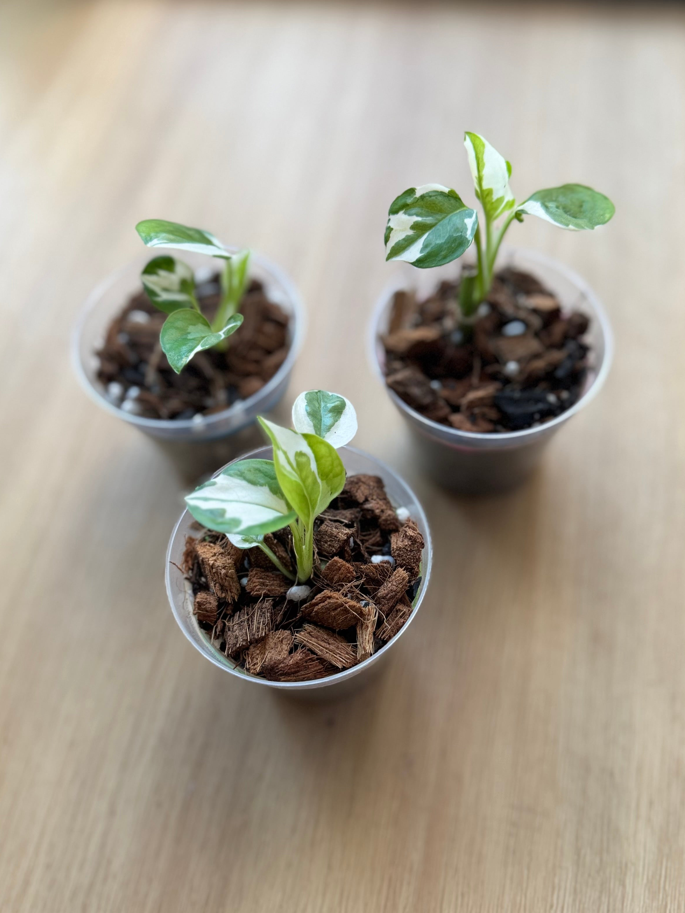 Pothos N’joy