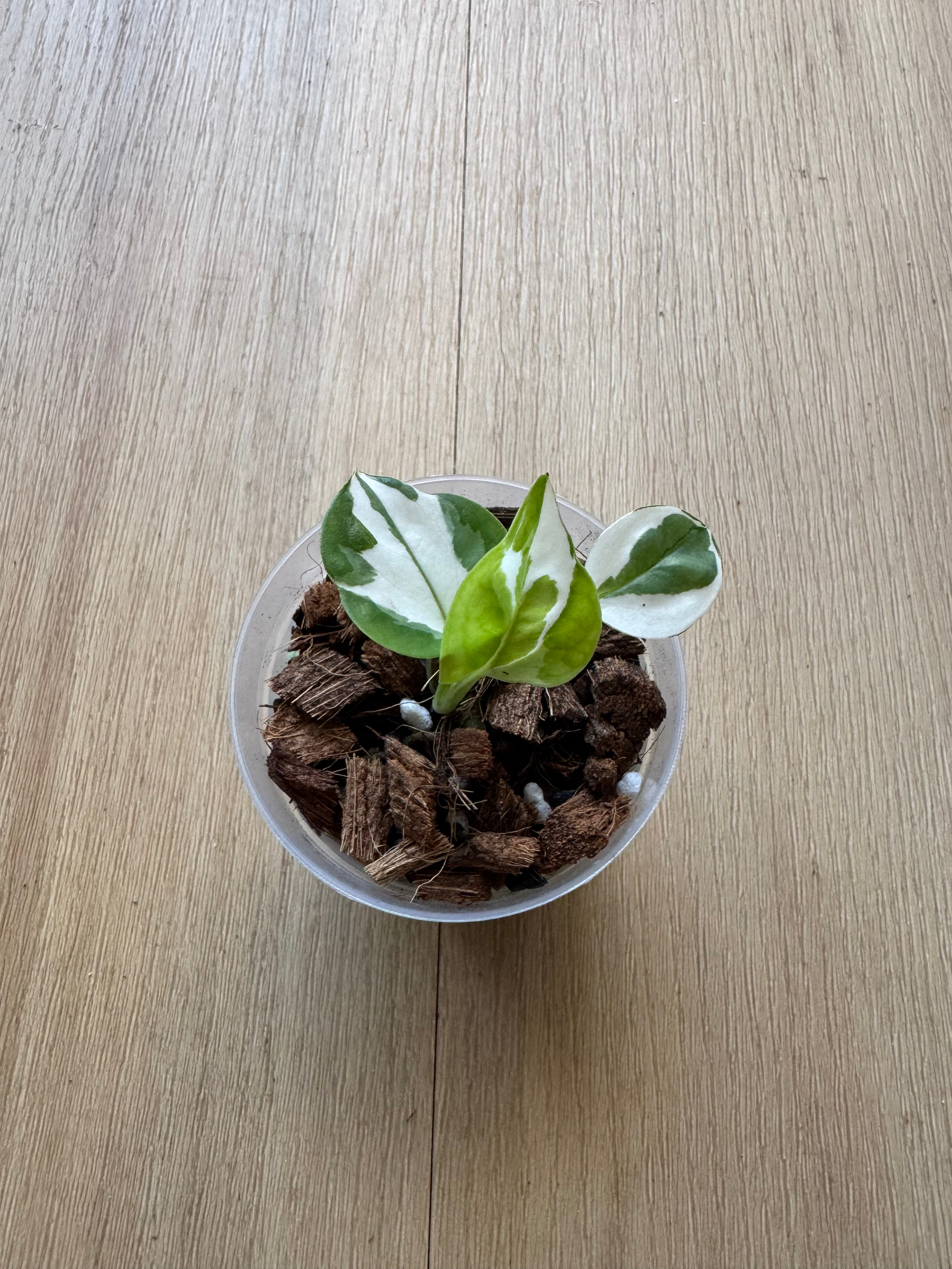 Pothos N’joy