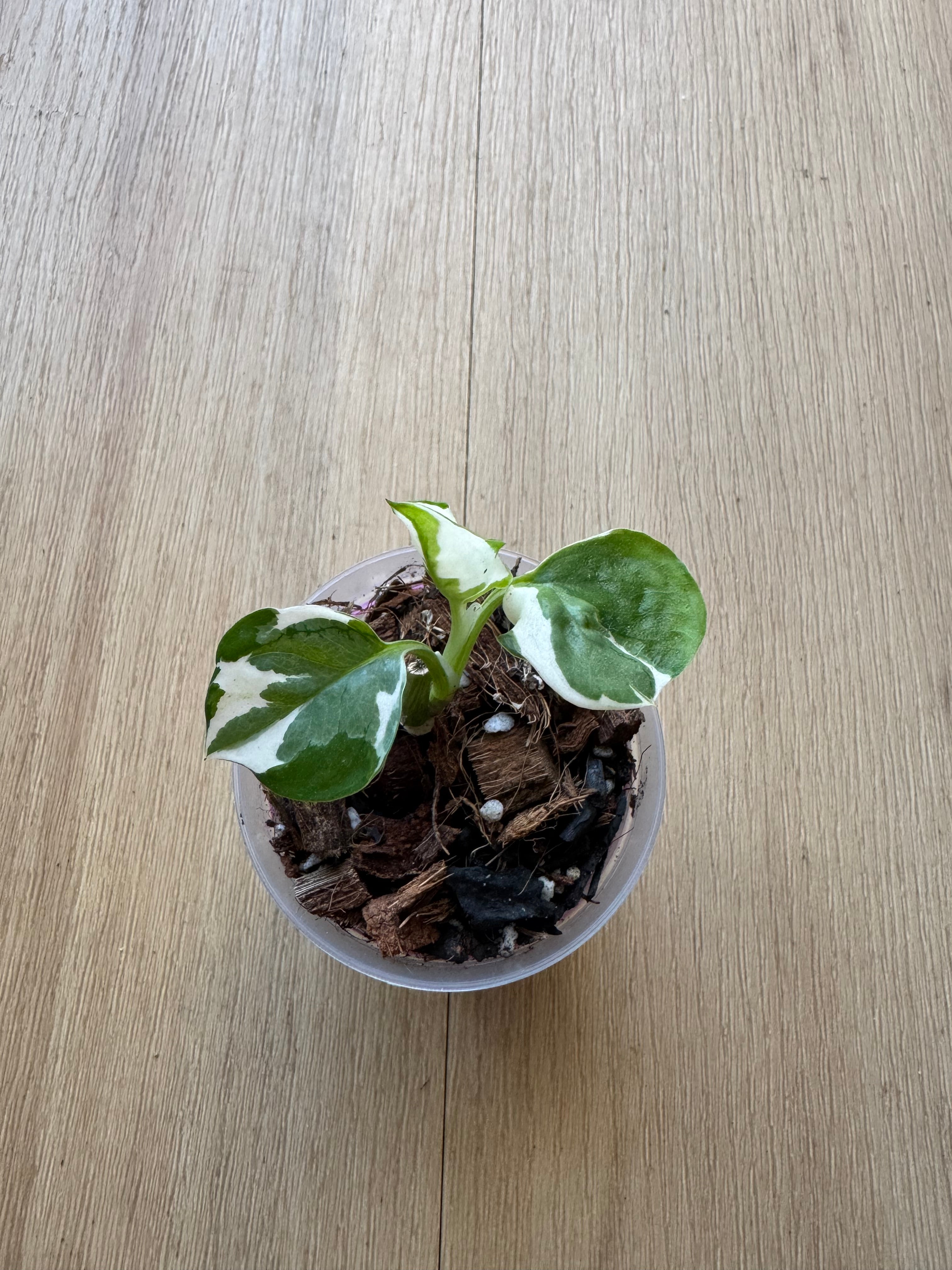 Pothos N’joy