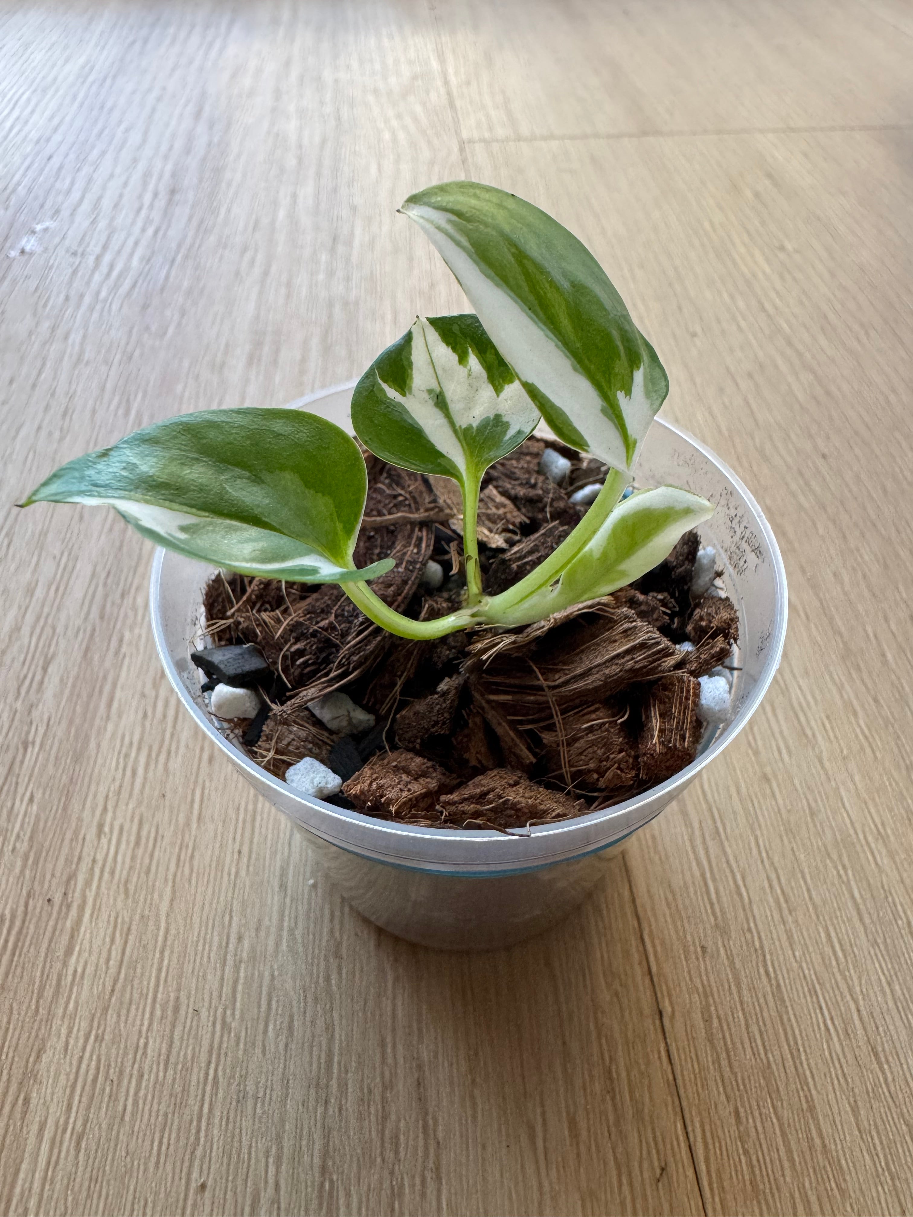 Pothos N’joy