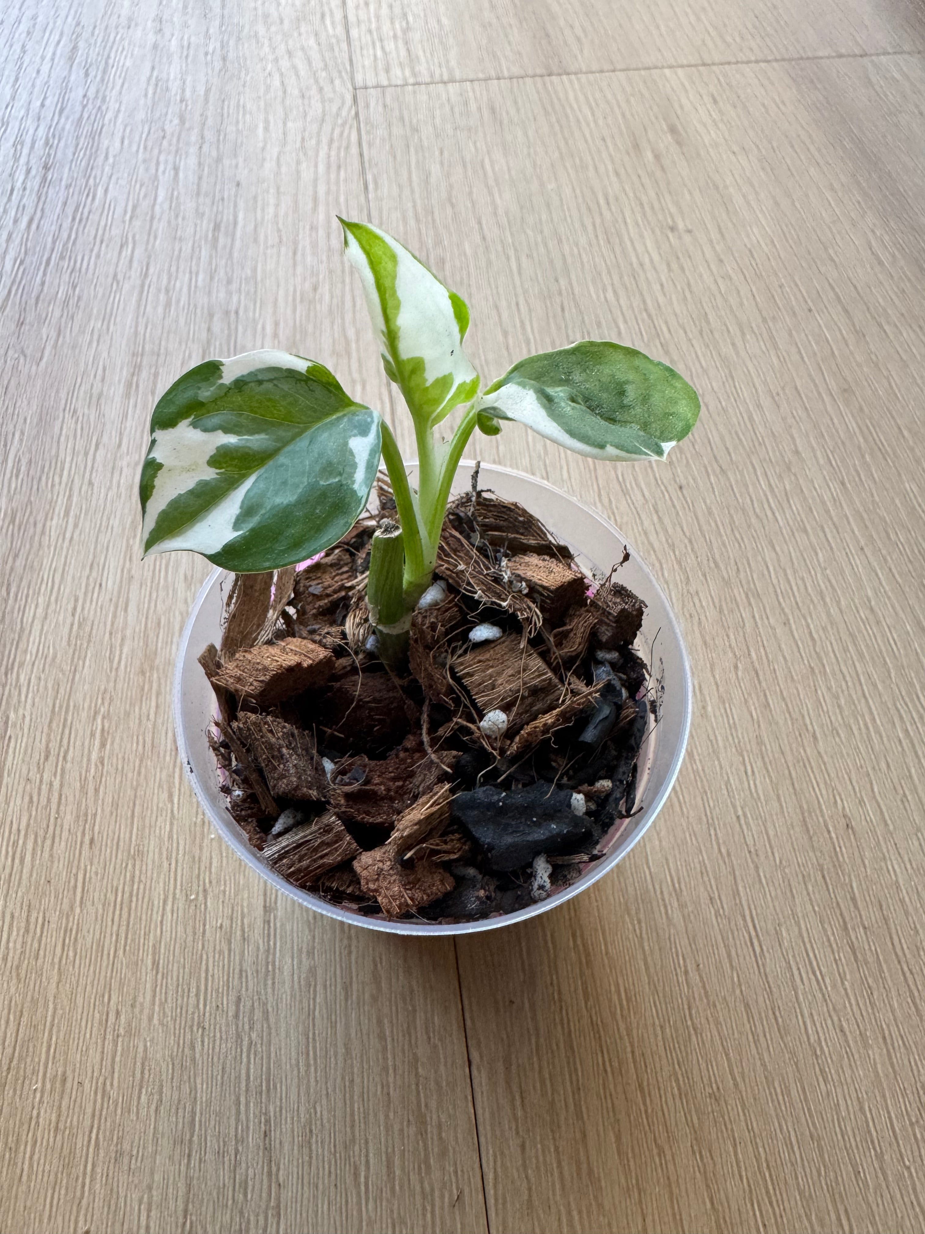 Pothos N’joy